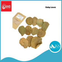 Load image into Gallery viewer, ANS Casuarina Cones/Dadap Leaves/Catappa Leaf Small & XL (5pcs) Fish & Aquatic