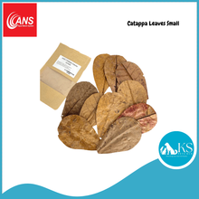 Load image into Gallery viewer, ANS Casuarina Cones/Dadap Leaves/Catappa Leaf Small & XL (5pcs) Fish & Aquatic