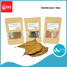 Load image into Gallery viewer, ANS Casuarina Cones/Dadap Leaves/Catappa Leaf Small & XL (5pcs) Fish & Aquatic