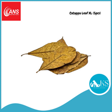 Load image into Gallery viewer, ANS Casuarina Cones/Dadap Leaves/Catappa Leaf Small & XL (5pcs) Fish & Aquatic