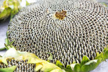 Load image into Gallery viewer, Golden Cup Large Sunflower Seeds 1kg for Parrot Birds Treats