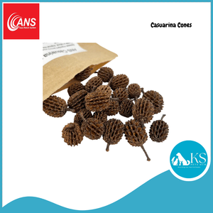 ANS Casuarina Cones/Dadap Leaves/Catappa Leaf Small & XL (5pcs) Fish & Aquatic