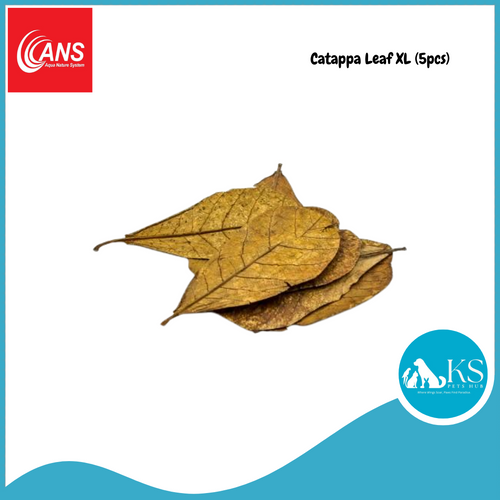 ANS Casuarina Cones/Dadap Leaves/Catappa Leaf Small & XL (5pcs) Fish & Aquatic