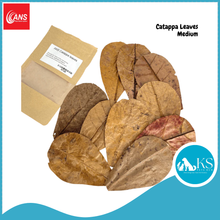 Load image into Gallery viewer, ANS Casuarina Cones/Dadap Leaves/ Jackfruit Leaves /Catappa Leaf Mini Small Medium &amp; XL (5pcs) Fish &amp; Aquatic