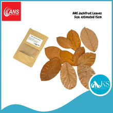 Load image into Gallery viewer, ANS Casuarina Cones/Dadap Leaves/ Jackfruit Leaves /Catappa Leaf Mini Small Medium &amp; XL (5pcs) Fish &amp; Aquatic