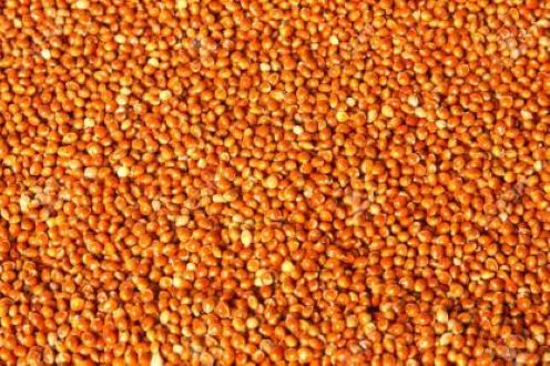 KSPH Big Red Millet Seeds 1kg