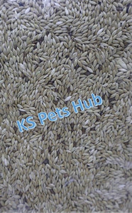 KSPH / Emas 10 Canary Seeds 1kg