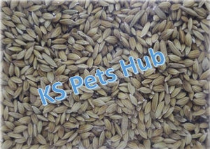 KSPH Red Paddy Seeds 1kg