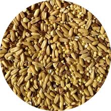 Load image into Gallery viewer, TOP&#39;s Napoleon&#39;s Seed Mix 1lb / 5lb Parrot Bird Feed