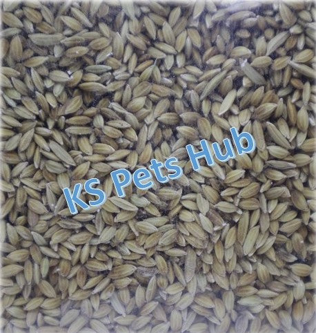 Emas10 3324 White Paddy Seeds 1kg