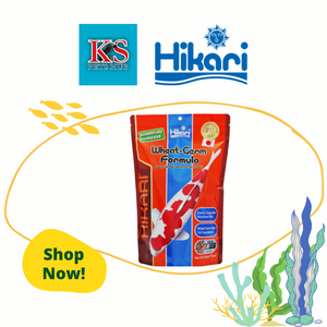 Hikari Wheat-Germ Formula Maintenance Diet For Koi 500g