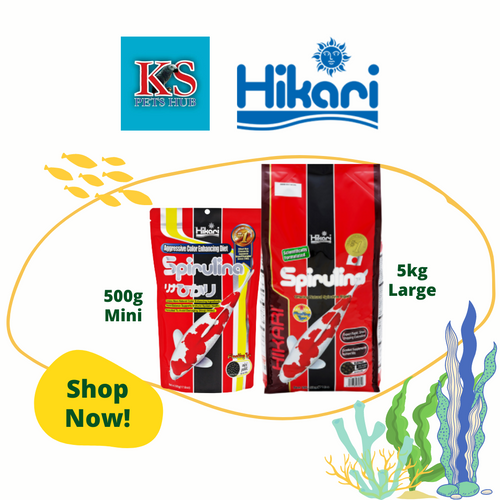 Hikari Color Enhancing Diet Spirulina For Koi 500g / 5kg Fish Feed