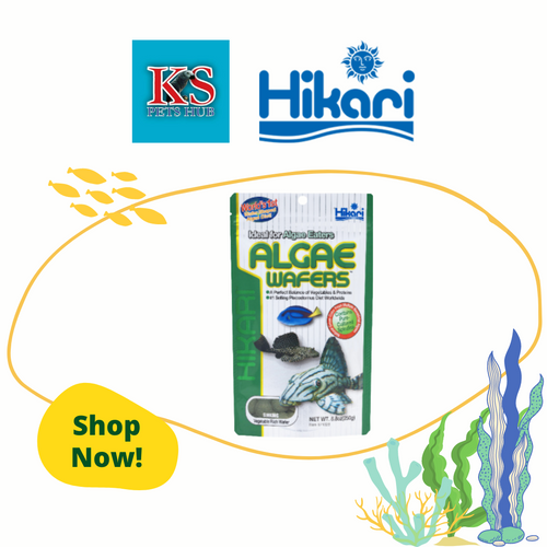 Hikari Tropical Algae Wafer