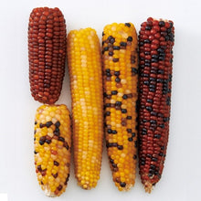 Load image into Gallery viewer, Marukan Mini Corn for Small Animals (MR785/ MR786)
