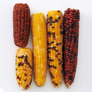 Marukan Mini Corn for Small Animals (MR785/ MR786)