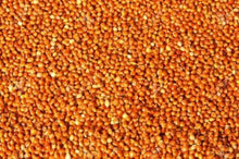 Load image into Gallery viewer, Golden Cup Red Millets in Husk 1kg For Parrot Birds Food Diet