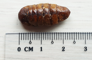 SuperGrubs Dried Silkworm Pupae 200g For Small Animals